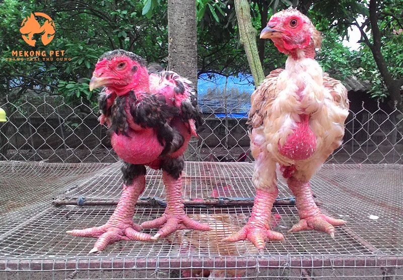 gà đông tảo con có sức đề kháng mạnh, rất dể nuôi, giá rẻ, ai cũng có thể chăm sóc được